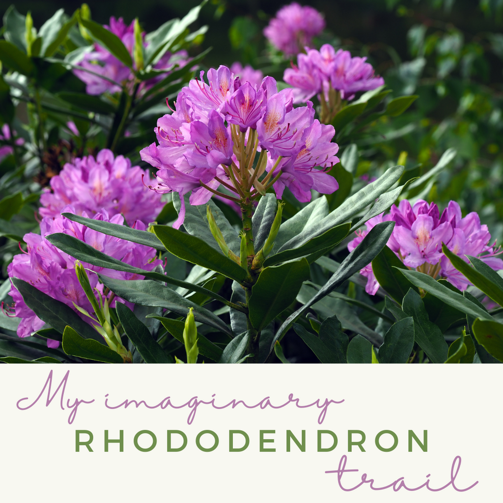 Following Bonnie Hunter's Rhododendron Trail, kind of.